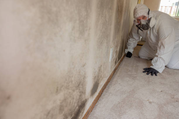 Best Asbestos and Lead Testing During Mold Inspection  in Pleasanton, TX